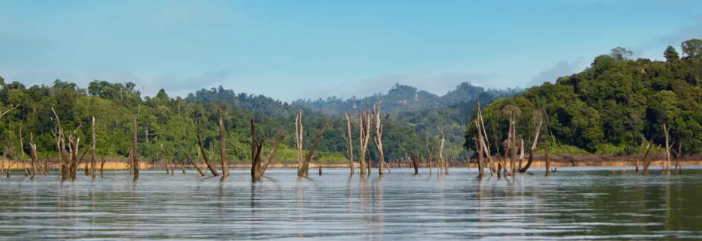 water trees2
